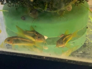 Orange Laser Cory Catfish (Corydoras CW010) TANK BRED (Gold Lazer) Live Fish - Picture 1 of 2