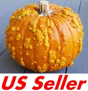 20 Seeds, Goosebumps Pumpkin Seeds E169, Giant Fall & Winter Vegetable - Picture 1 of 7