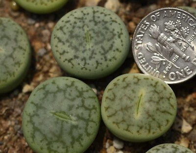 plant-one-  Lithops pseudotruncatella ‘green ivory’ - Image 1 of 3