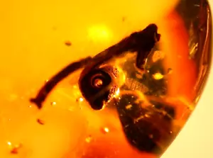 Gelocktes Blatt mit 17 Insekten in großem dominikanischen Bernstein Fossil Edelsteinqualität - Bild 1 von 12