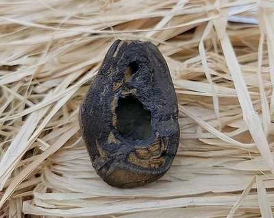 Fossil Seed Pennsylvanian Epoch - Image 1 of 4