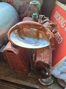 Baby Alligator auf Muschel - Bild 1 von 2