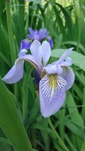 20 + Northern Azul Iris de Bandera Semillas Flor/Flores Perennes /Iris - Picture 1 of 1