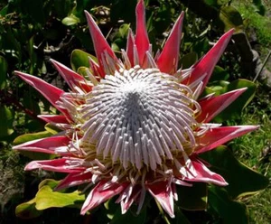 King Protea (Protea cynaroides) 5 seeds - Picture 1 of 1