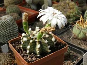 Gymnocalycium friedrichii LB 2178 Wasser Süßsamen 100 Stck. 2021y - Bild 1 von 2