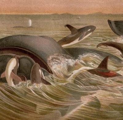 KILLER WHALES - Cromolitógrafo Antiguo Escena del Océano de Ballenas del Norte 1883 con Video Foto 1 de 2