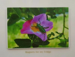 GRASSHOPPER ON FLOWER FRIDGE MAGNET - M422 F - Bild 1 von 1