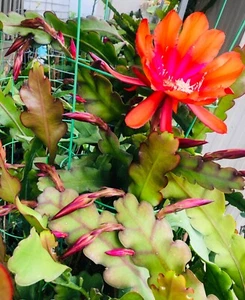 2x Epiphyllum, Purple, Orange Orchid Cactus - Quynh Hoa 8"-14" cutting - Picture 1 of 5