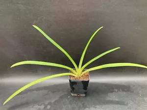 PAPHIOPEDILUM HUMORESQUE GREEN GIANT AM/AOS ORCHID BLOOMING PLANT - Picture 1 of 4