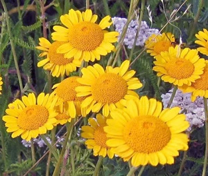 MARGUERITE DORADO Anthemis Sancti-Johannis - 1.000 semillas a granel - Imagen 1 de 1