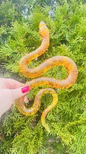 USA Handmade Christmas Figurine Snake Trend 2025 Amber Magical Decor KIZIMA - Picture 1 of 8
