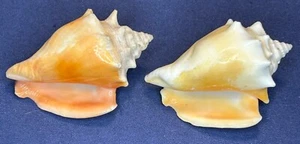 SMALL CONCH SHELLS - LOT OF 2 - EXCELLENT COLOR - BOTH 2.5” LONG - BEAUTIFUL! - Picture 1 of 11