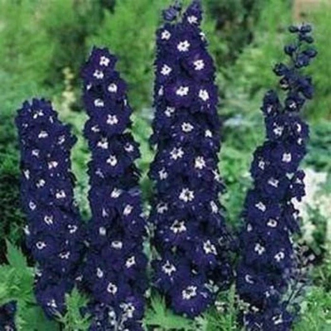 50 Delphinium Seeds Pacific Giant King Arthur Flower Seeds (Perennial)  - Image 1 of 1