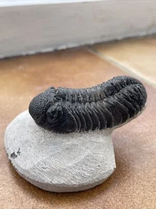 Trilobite Phacops Middle Devonian Very Nice Trilobite - Picture 1 of 12