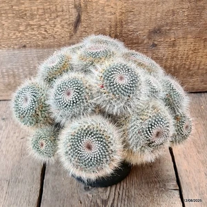 D5888 MAMMILLARIA HANIANA MULTIHEADS pot18-H18-W30 cm MaMa Cactus - Picture 1 of 4