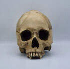 Vampire plaster of Paris  lifesize human skull  replica.
