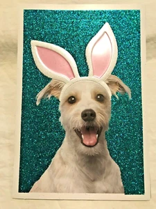 Hallmark Easter Greeting Card "Yappy Easter!" NEW (A12) - Picture 1 of 4