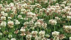 Seminole Ladino Clover (Coated) - Bild 1 von 1