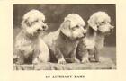 * Dandie Dinmont Terrier Trio "P" - CUSTOM MATTED - 1931 Vintage Dog Art Print 