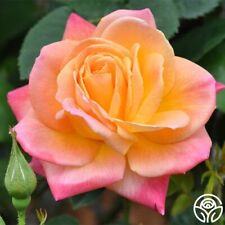 30 Seeds| Climbing Joseph's Coat Rose Bush Flower Seeds BUY 3 GET 1 FREE