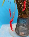 Anthurium gracile Aroid Easy Care Houseplant Strap Leaves Red Berries 5.5” Pot