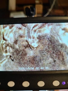 2022 D Uncirculated Lincoln Cent Die Crack DDR , doubling of Ear Lobe - Picture 1 of 8