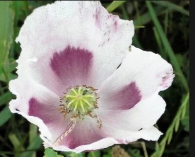 Tasmanian, White With Purple Centers, Poppyseed. P. Somniferum. - Image 1 of 3