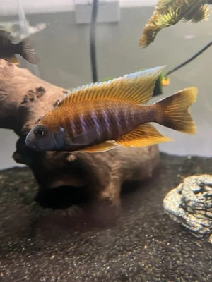 Juvi Aulonocara Jacobfreibergi Eureka RedAfrican Peacock Cichlid 1-2”Unsexed USA - Image 1 of 4
