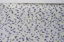 Baumwolle Stretch Stoff Gabardine grau Tupfen schwarz-gelb 9,99?/m #03002