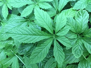 JIAOGULAN Chinese yaiogulan MAGICO Gynostemma pentaphyllum 50 seeds seeds - Picture 1 of 1
