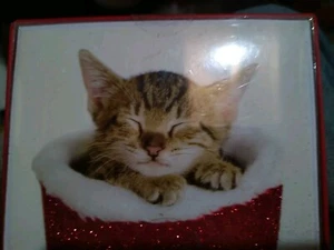 Greeting Cards Wishing You A Cozy Christmas 20 Kitten Cards - Picture 1 of 2
