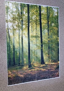 Photography Background Backdrop Vinyl 5'x 7' Sun Thru Trees Scene - Picture 1 of 3