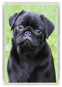 PUG BLACK HEAD STUDY CHARMING DOG ART PRINT NOVELTY FRIDGE MAGNET GREAT GIFT - Picture 1 of 1