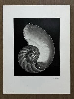 RARO! Almeja vintage EDWARD WESTON Shell 1927, grabado fotográfico 1971, arte 11X14 pulgadas Foto 1 de 4