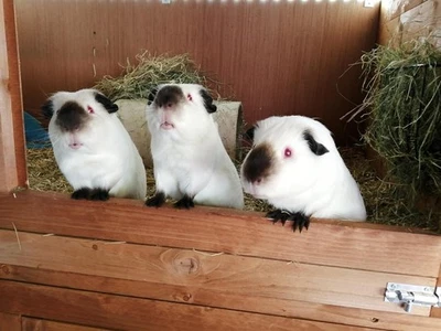 Farriers Equine Care Biosect Mite Spray For guinea Pigs (250ml)