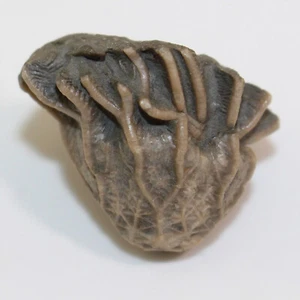 Crinoide, Glyptocrinus decadactylus, Ordovizium, Maysville, Kentucky, USA -f854 - Picture 1 of 6