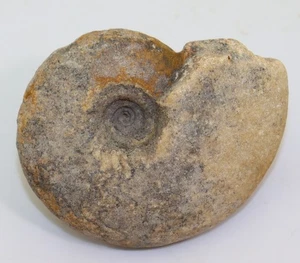 Ammonit, Euflemingites sp., Trias, Lidak, Timor, Indonesien-L977 - Picture 1 of 6