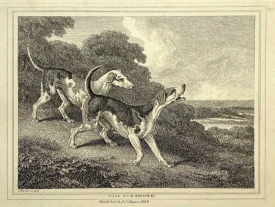 JAGD Foxhound Samuel Howitt Original Kupferstich 1834 - Bild 1 von 2