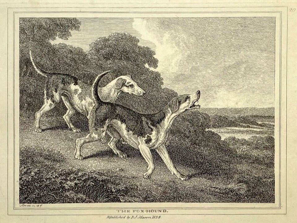 JAGD Foxhound Samuel Howitt Original Kupferstich 1834 - Bild 1 von 2