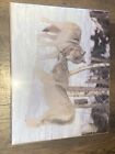 Print Requires No Frame Or Glass 16x20 Wolf Love Snow Trees Beautiful Nature