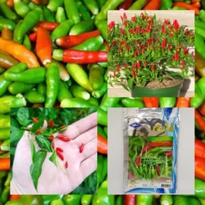 120 seeds/Thai hot sun seed pepper capsicum chili seeds plant annuum ornamental - Picture 1 of 5