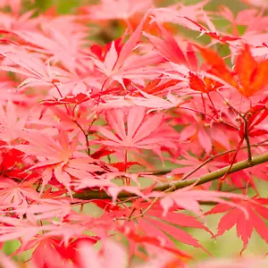Acer palmatum Sumi Nagashi Large Outdoor Garden Ready Japanese Maple Tree in Pot - Picture 1 of 18