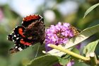Photo 6x4 Two on one Young Wood A Red Admiral butterfly and a hover fly s c2008