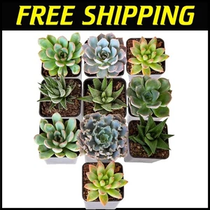 10 Pack Live Succulents in 2.5” Pots - Perfect Gift for Home Décor & Events - Picture 1 of 9