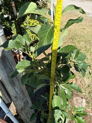 ÁRBOL DE AGUACATE WURTZ INJERTADO (PERSEA AMERICANA) EN MACETA DE PLÁSTICO DE 1 GALÓN Foto 1 de 4