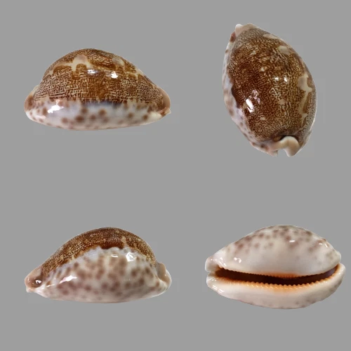 Cypraea geographica f. africola, Zanzibar Isl., Tanzania, 65,2 mm, SUPERB Foto 1 de 1