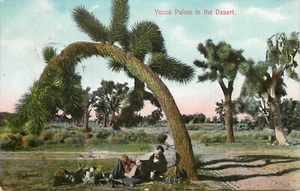 c1909 Postcard Man Relaxing Under Yucca Palms Joshua Trees California Desert - Picture 1 of 2