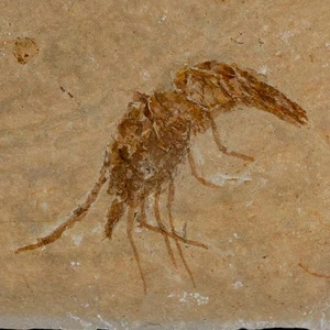 1.6" Fossil Shrimp Carpopenaeus Cretaceous Age 100 Mil Yrs Old Lebanon COA - Picture 1 of 7