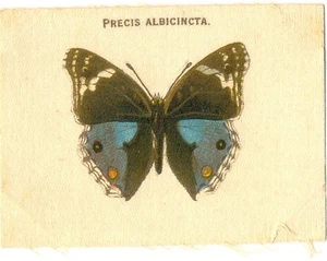 1910s Wills Australian Butterflies Silk Satin Card No 10 - PRECIS ALBICINCTA - Picture 1 of 2