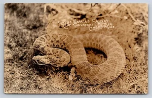 AK Große Klapperschlange Tucumcari New Mexico Echtfoto Nowell RPPC AV7 - Bild 1 von 3